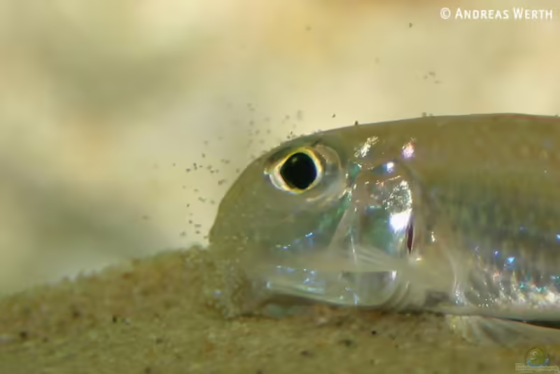 Xenotilapia ochrogenys im Aquarium (Einrichtungsbeispiele für Xenotilapia ochrogenys)