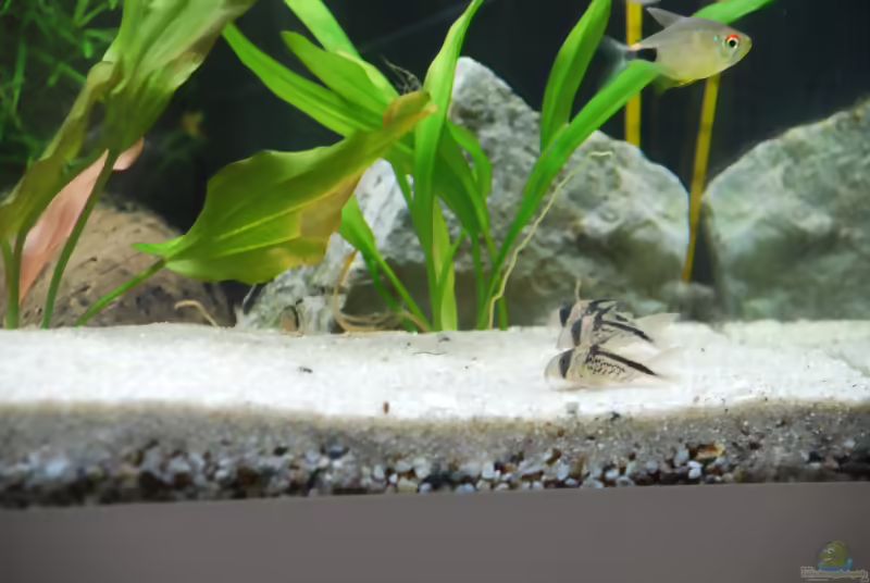 Aquarien mit Corydoras loxozonus (Deckers Panzerwels)