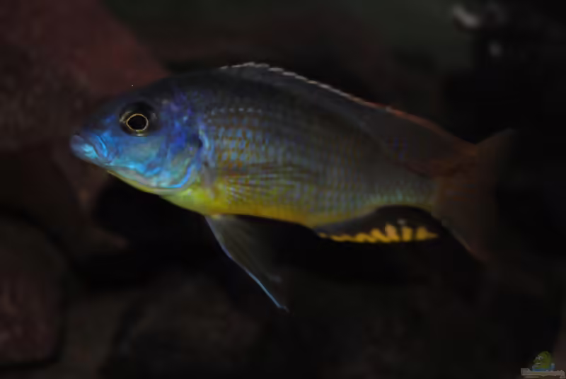 Einrichtungsbeispiele für Naevochromis chrysogaster