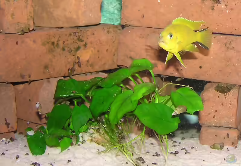 Maylandia sp. "daktari" im Aquarien halten (Einrichtungsbeispiele für Maylandia daktari)
