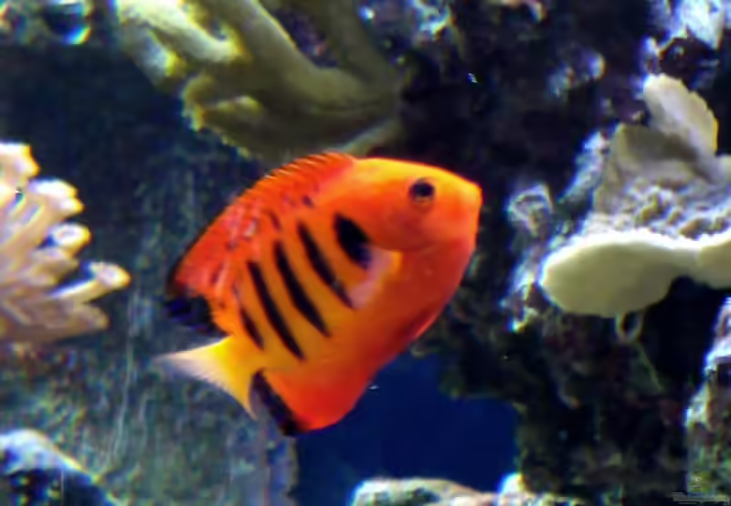 Aquarien mit Centropyge loricula (Flammen-Zwergkaiserfisch)