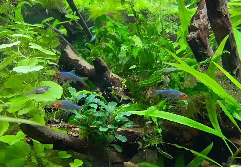 Sawbwa resplendens im Aquarium halten (Einrichtungsbeispiele für Nacktlaube)