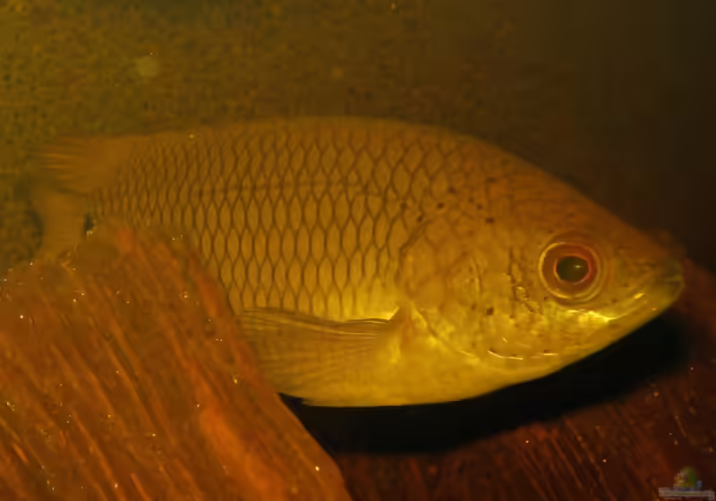 Ctenopoma kingsleyae im Aquarium halten (Einrichtungsbeispiele für Schwanzfleck-Buschfisch)