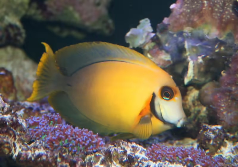 Aquarien mit Acanthurus pyroferus (Mimikrydoktor)
