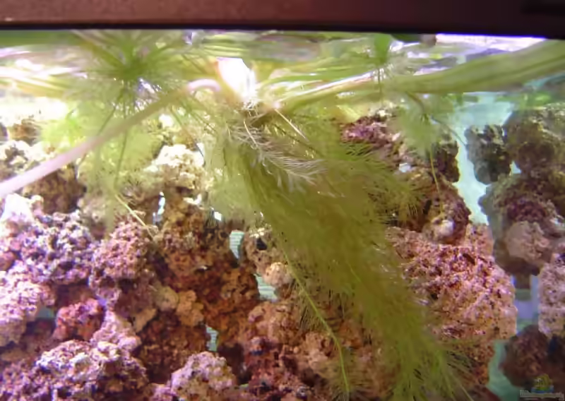 Eichhornia crassipes im Aquarium pflegen (Einrichtungsbeispiele für Dickstielige Wasserhyazinthe)