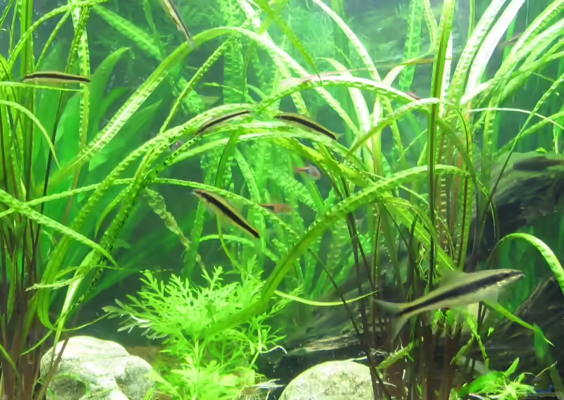 Grasblättriger Wasserkelch im Aquarium pflegen (Einrichtungsbeispiele für Cryptocoryne cordata)