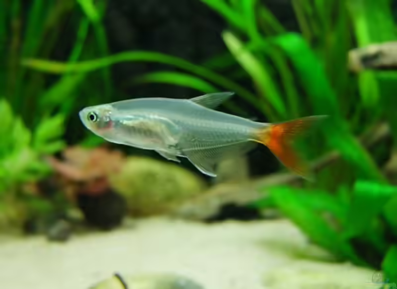 Aquarien mit Prionobrama filigera (Einrichtungsbeispiele für Rotflossen-Glassalmler)
