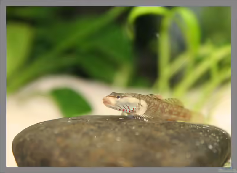 Rhinogobius wui im Aquarium halten (Einrichtungsbeispiele für Weißwangengrundeln)
