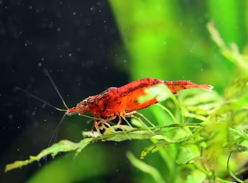 Caridina propinqua im Aquarium pflegen (Einrichtungsbeispiele mit Mandarinengarnelen)