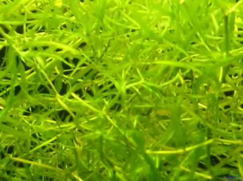 Najas guadalupensis im Aquarium oder Teich (Einrichtungsbeispiele mit Guadeloupe-Nixkraut)