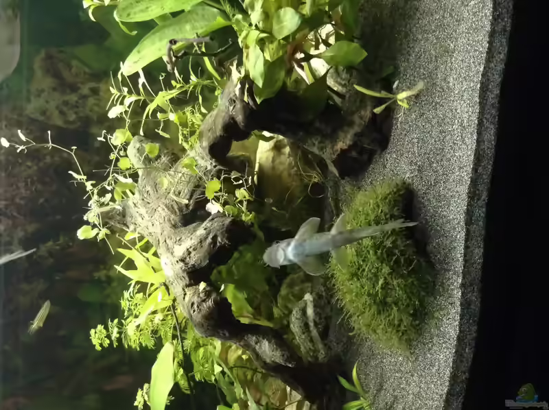 Aquarien mit Garra ceylonensis (Einrichtungsbeispiele für Ceylon Saugbarbe)