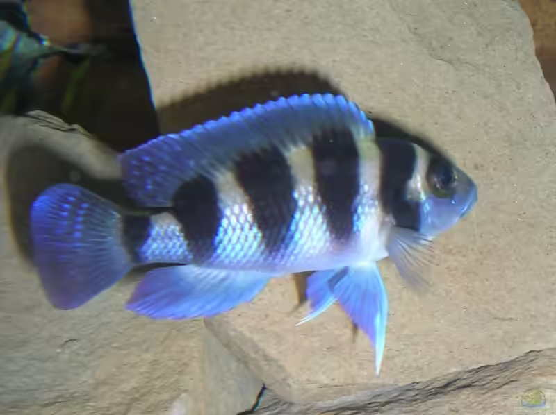 Aquarien mit Neolamprologus tretocephalus (Fünfstreifen-Tanganjikabuntbarsch)