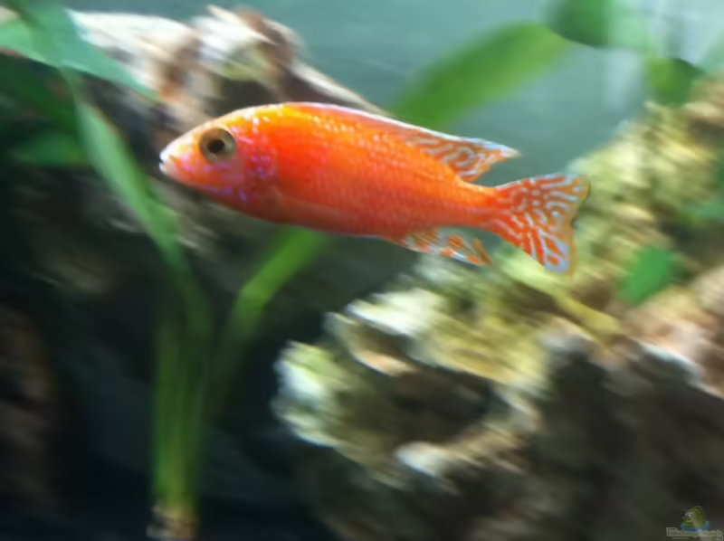 Aulonocara sp. "red rubin" halten (Einrichtungsbeispiele für Red Rubin Kaiserbuntbarsche)