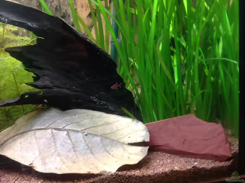 Axelrodia risei im Aquarium halten (Einrichtungsbeispiele für Erdbeersalmler)