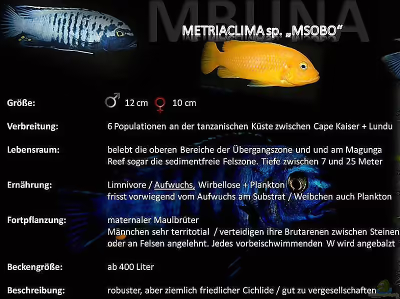 Einrichtungsbeispiele mit Metriaclima sp. "msobo"