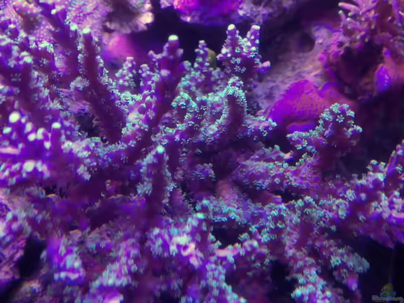 Acropora dendrum im Aquarium halten (Einrichtungsbeispiele für Kleinpolypige Steinkoralle)