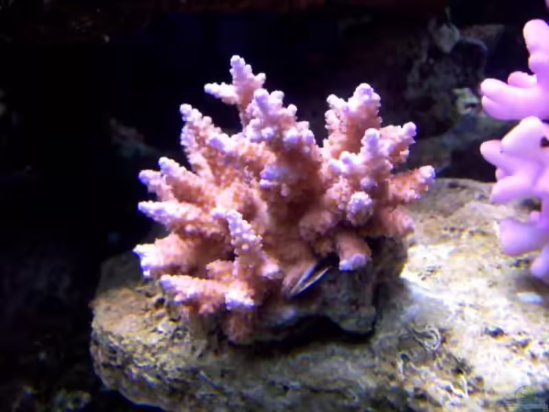 Acropora macrostoma im Aquarium halten (Einrichtungsbeispiele für Kleinpolypige Steinkoralle)