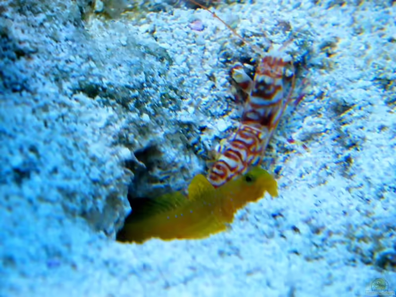 Alpheus bellulus im Aquarium halten (Einrichtungsbeispiele für Bella-Knallkrebs)