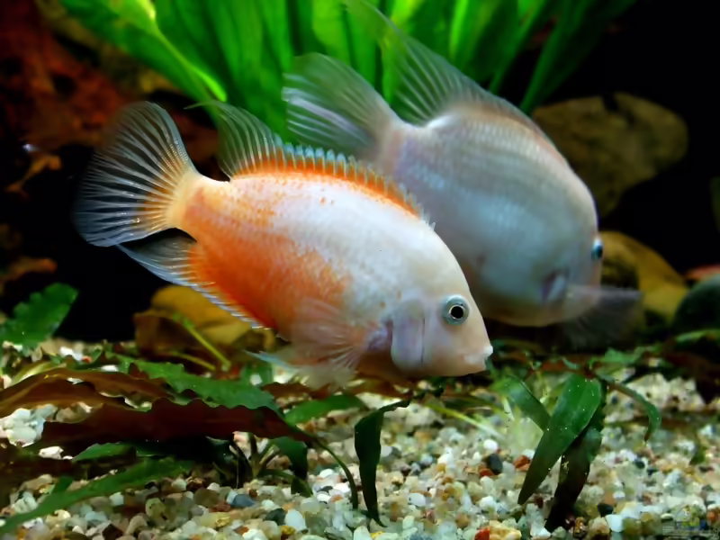 Amatitlania siquia im Aquarium halten (Einrichtungsbeispiele für Amatitlania siquia)