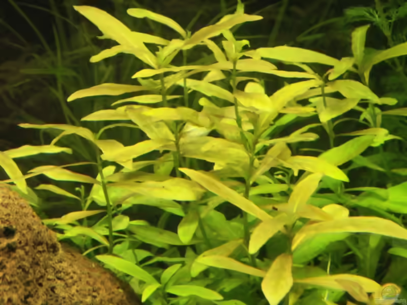 Ammannia gracilis im Aquarium pflanzen (Einrichtungsbeispiele mit Große Cognakpflanze)