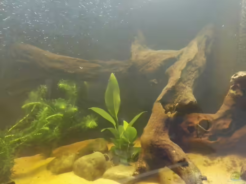 Anubias hastifolia im Aquarium pflanzen (Einrichtungsbeispiele mit Herzblättriges Speerblatt)