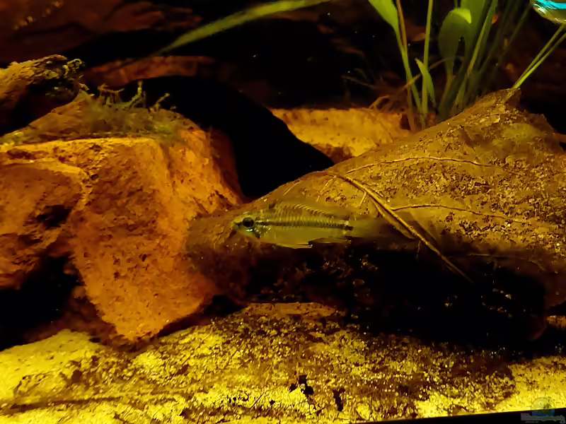 Apistogramma bitaeniata im Aquarium halten (Einrichtungsbeispiele für Zweistreifen-Zwergbuntbarsche)