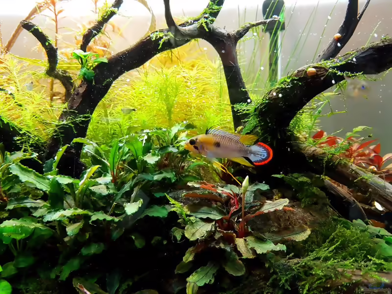 Apistogramma panduro im Aquarium halten (Einrichtungsbeispiele für Panduros-Zwergbuntbarsch)