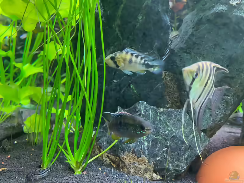 Apistogramma rositae im Aquarium halten (Einrichtungsbeispiele für Apistogramma sp. Harlekin)