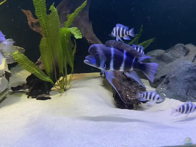 Aponogeton boivinianus im Aquarium pflanzen (Einrichtungsbeispiele mit Große genoppte Wasserähre)