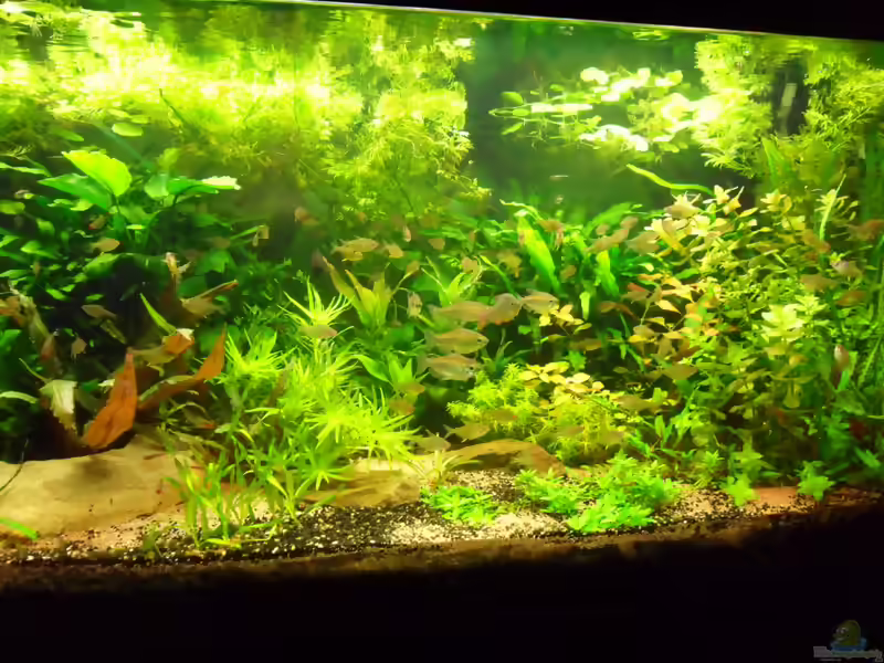 Aponogeton crispus im Aquarium (Einrichtungsbeispiele mit Krause Wasserähre)