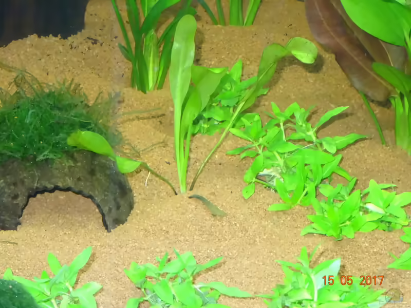 Aponogeton madagascariensis im Aquarium pflanzen (Einrichtungsbeispiele mit Madagaskar-Gitterpflanze)