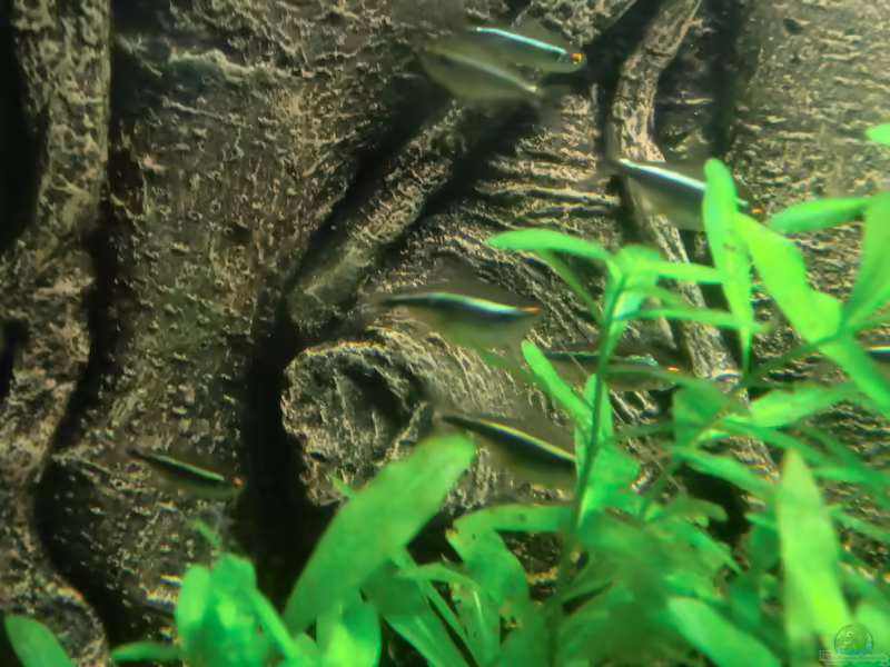 Aquarien für Hemigrammus ulreyi (Flaggensalmler)