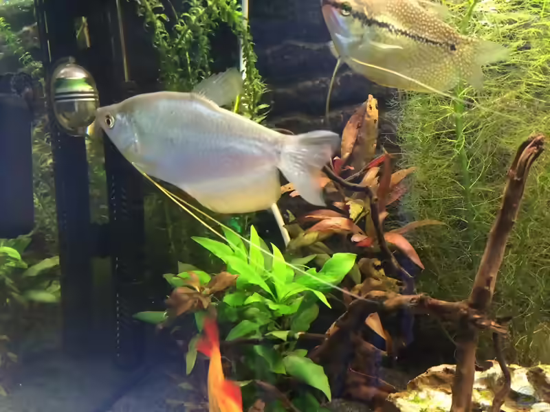 Aquarien für Trichogaster microlepis (Mondschein-Gurami)