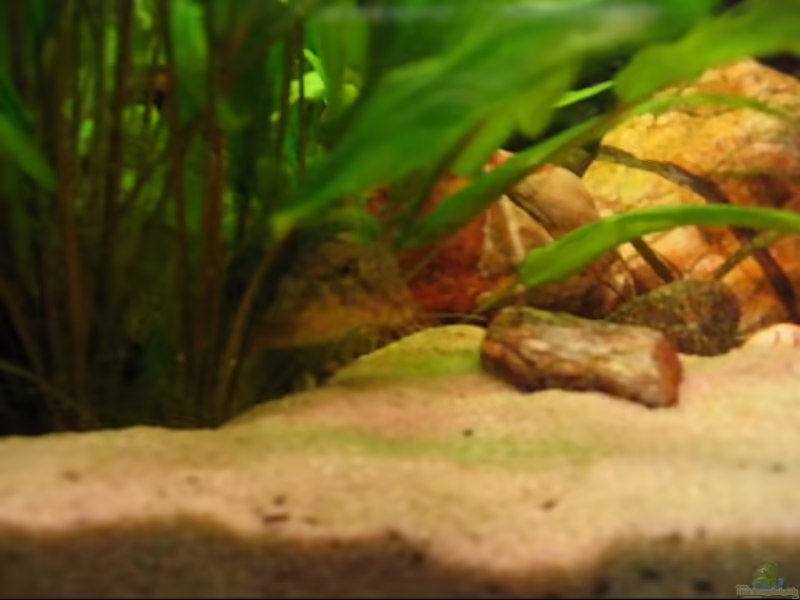 Aquarien mit Acanthocobitis botia (Augenfleck-Ceylonschmerle)