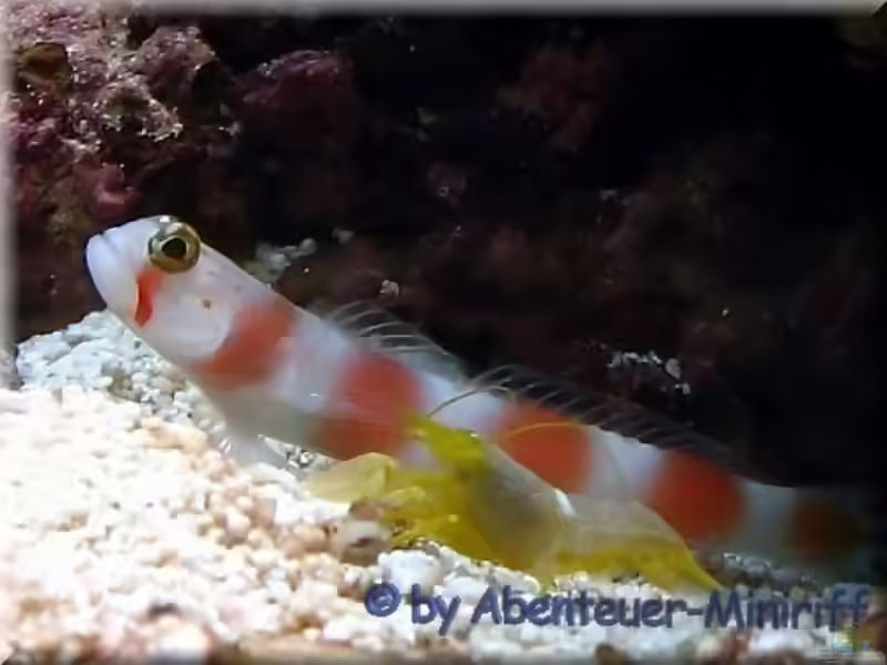 Aquarien mit Amblyeleotris aurora (Partner-Grundel)