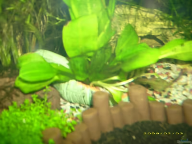 Aquarien mit Amphore als Deko