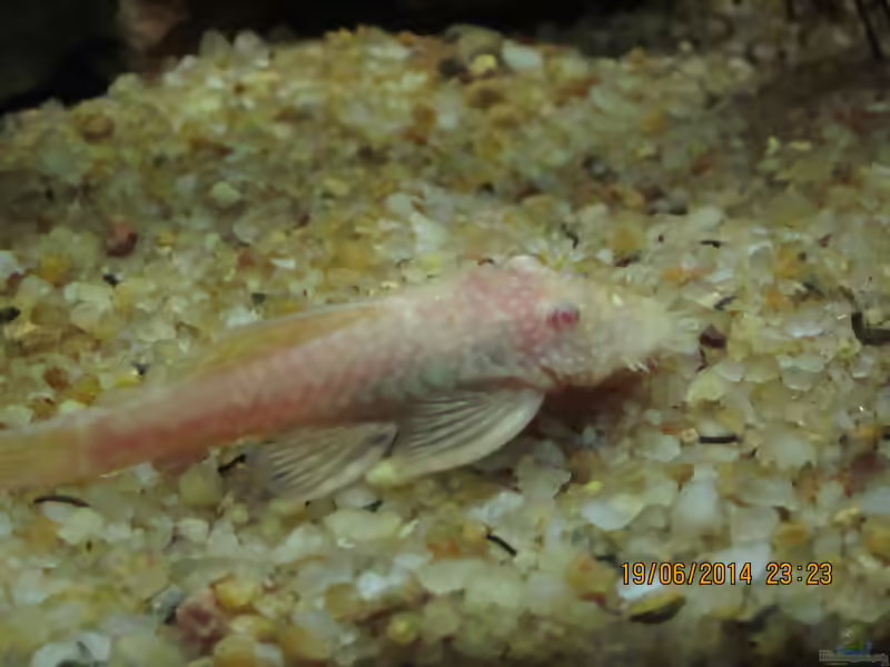 Aquarien mit Ancistrus sp. "Gold" (Goldantennenwels)