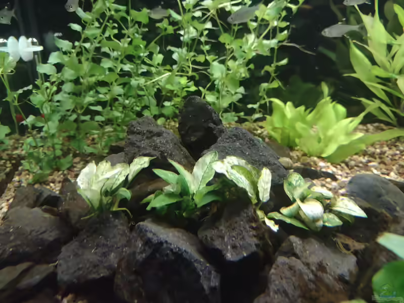 Aquarien mit Anubias Pinto