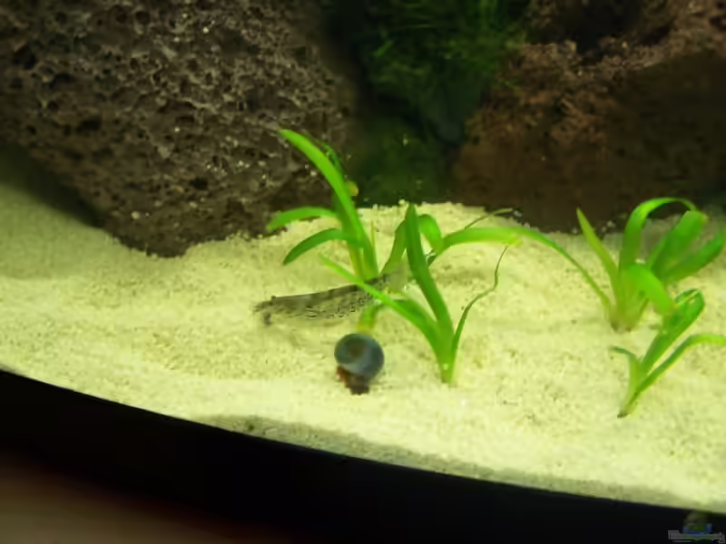 Aquarien mit Atyoida pilipes (Zwergfächergarnele)