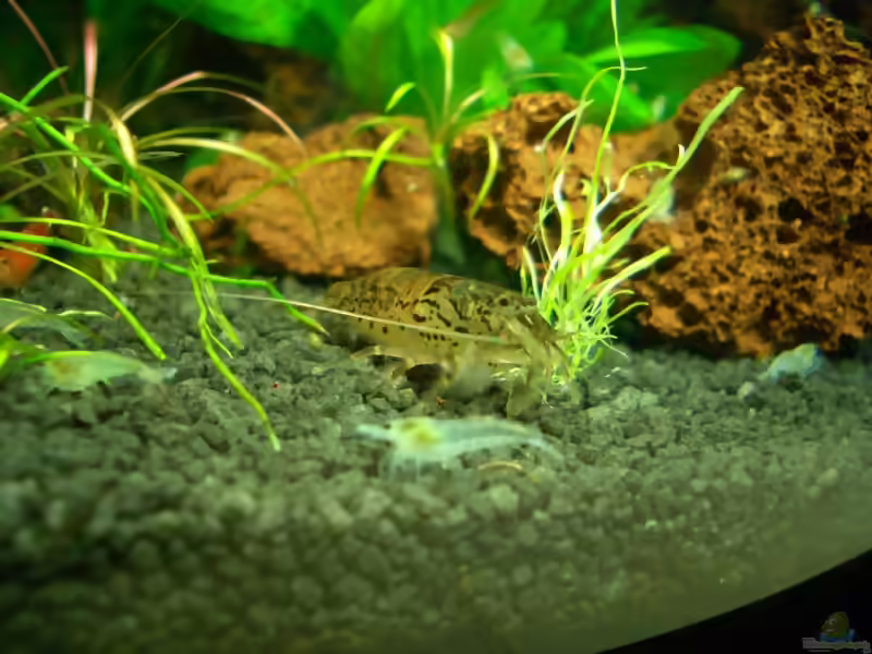 Aquarien mit Atyoida pilipes (Zwergfächergarnele)