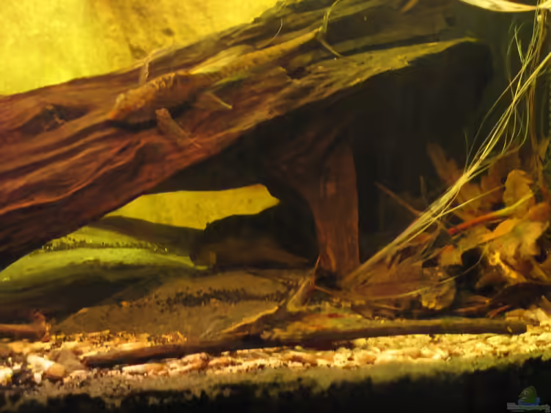 Aquarien mit Baryancistrus demantoides (L 200 Hifin)