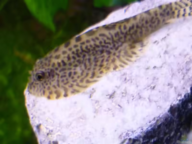 Aquarien mit Beaufortia leveretti (Tüpfel-Flossensauger)
