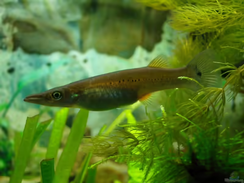 Aquarien mit Belonesox belizanus (Hechtkärpfling)