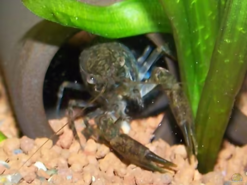 Aquarien mit Cambarellus montezumae (Montezuma Zwergflusskrebs)