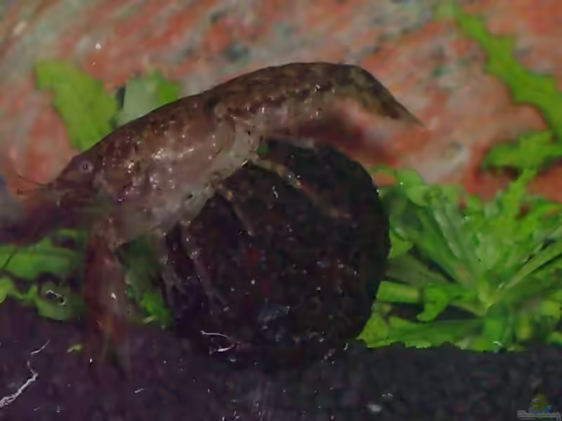 Aquarien mit Cambarellus puer (Knabenkrebs)