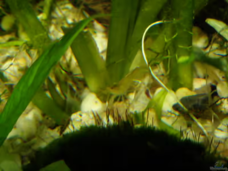 Aquarien mit Caridina cf. babaulti (Grüne Zwerggarnele)