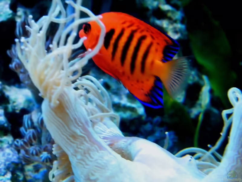 Aquarien mit Centropyge loriculus (Flammen-Zwergkaiserfisch)