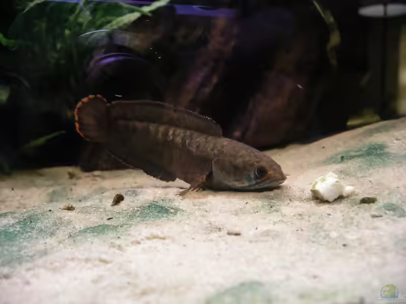 Aquarien mit Channa Gachua (Zwerg-Schlangenkopf)