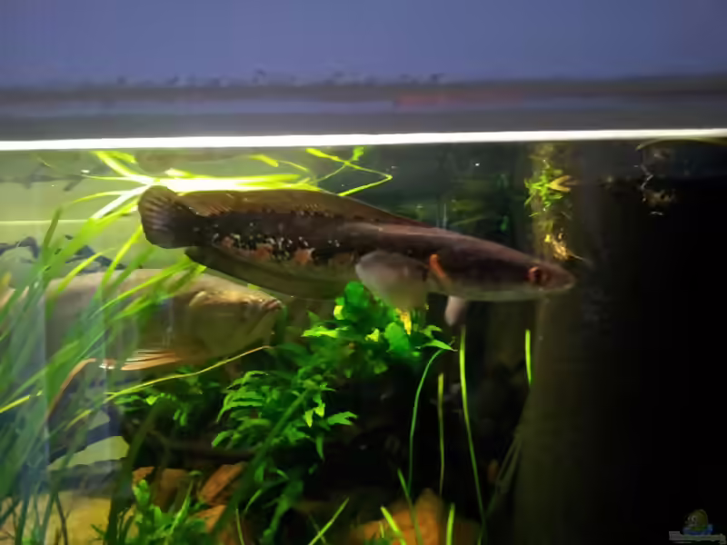 Aquarien mit Channa pseudomarulia
