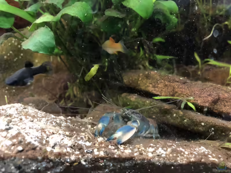 Aquarien mit Cherax-Arten (Austral-Pazifische Flusskrebse)